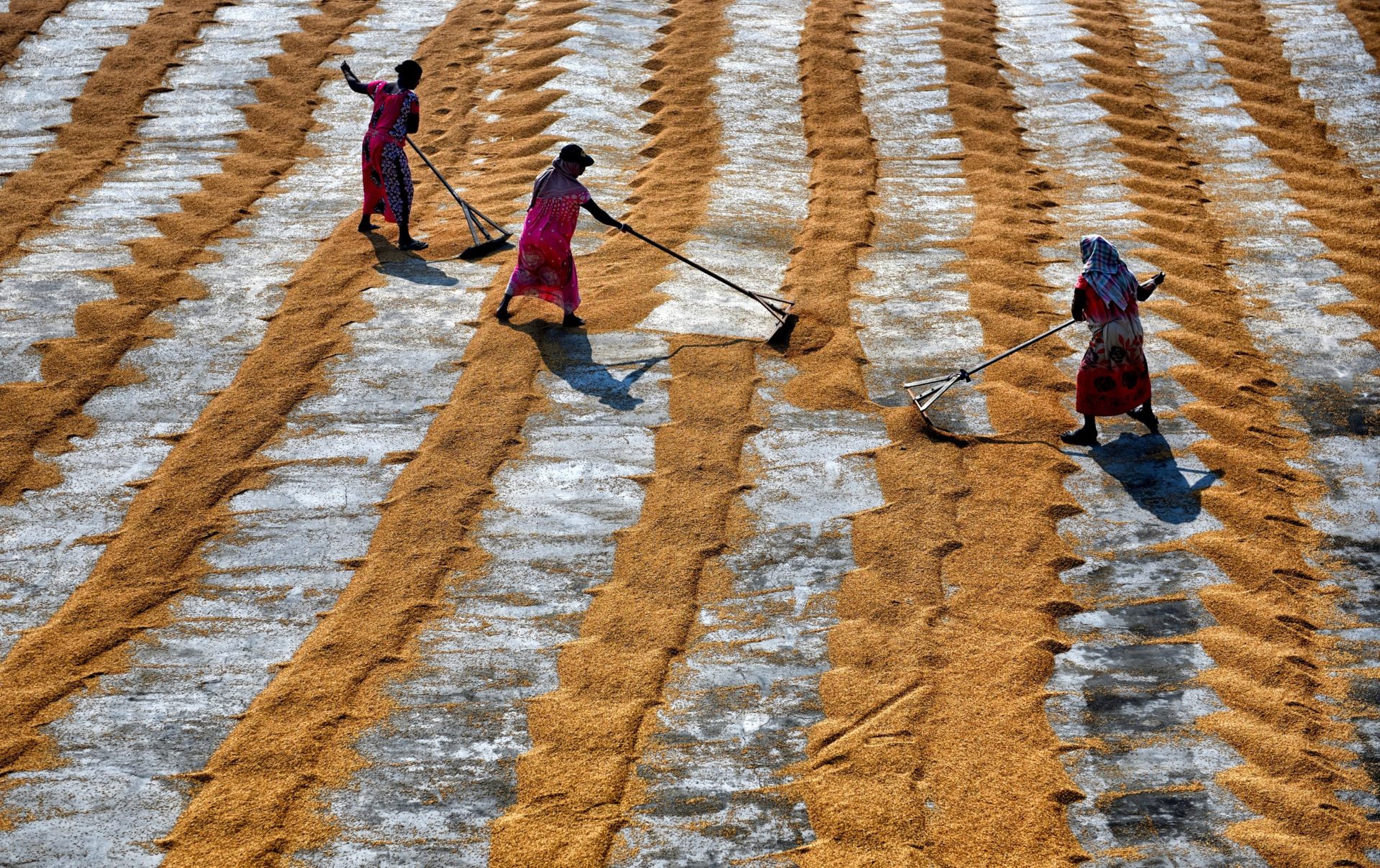 3 women work in a hay field, pushing the grains back and forth with pushbrooms