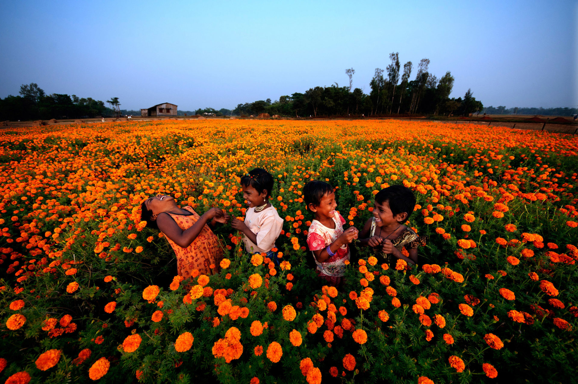 Four children play and laugh in field of golden yellow flowers.