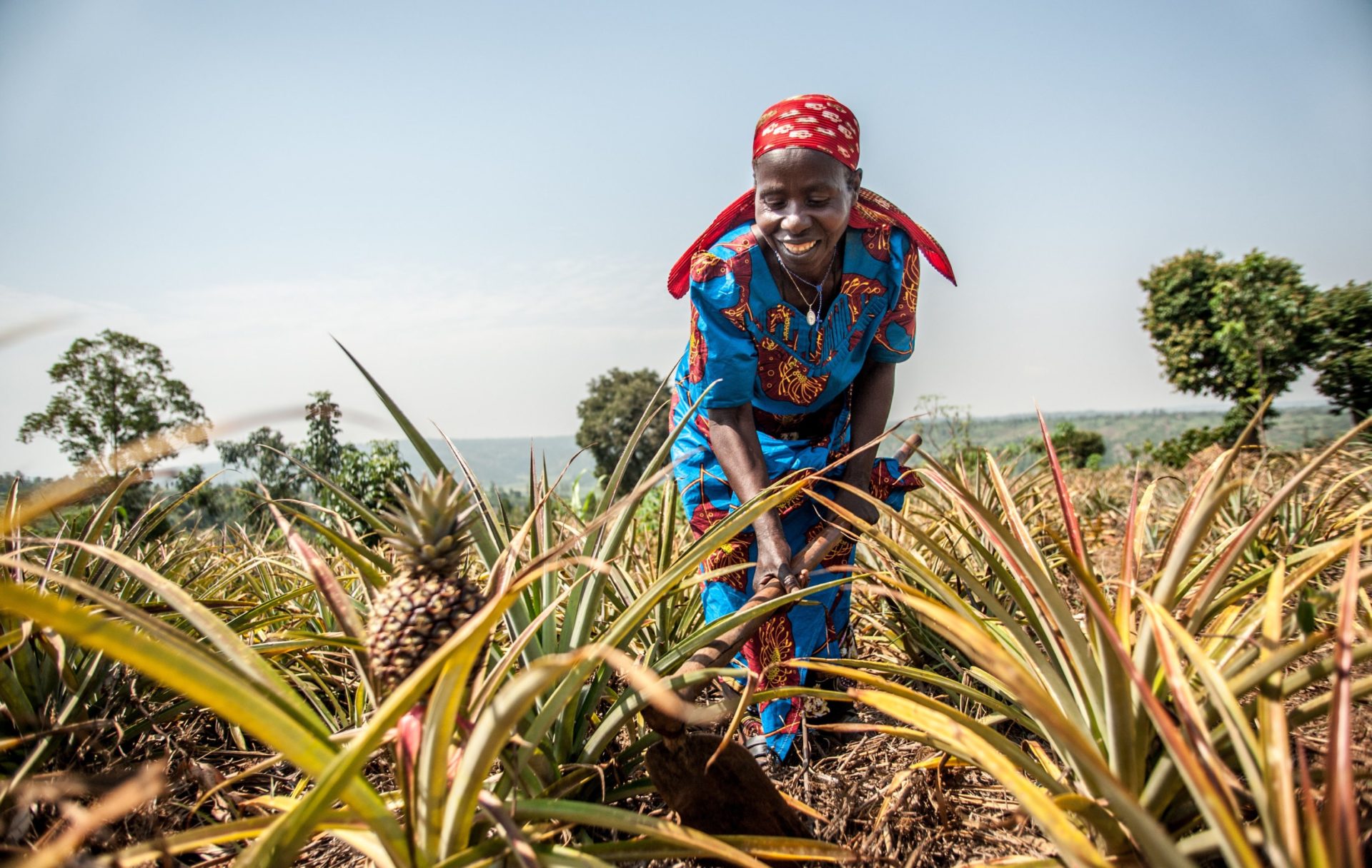 A woman working in a pinneaple farm