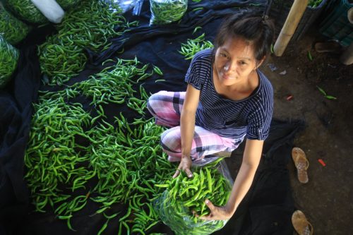 Photo taken from above of a Asian woman crouched down to put long green peppers, scattered over the ground, into a plastic bag.