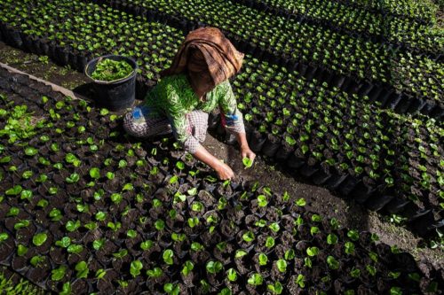 A farmer applying seed of Arabica coffee in Gayo highland, Aceh, Sumatra, Indonesia. Arabica coffee from Aceh is the best coffee in the world.