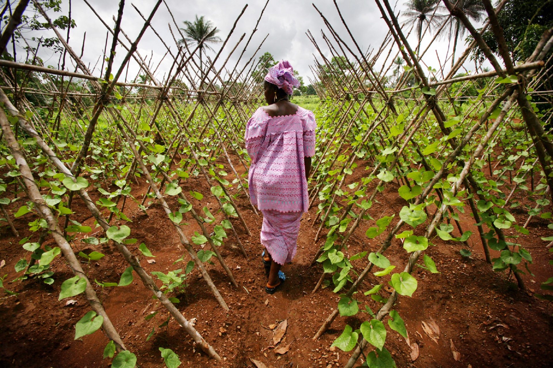 Port Loko, Sierra Leone -Ñ Marie Kabba, 52, a widow and member of the Kamuyu group in Port Loko Township, surveys a row of Chinese beans that climb trellised bamboo poles. The Kamuyu Women's Development Organization are able to realize higher food-production by working as a cooperative to farm their land. Kamuyu means 'perseverance' in Temne, one of the native languages in Sierra leone. What is now arable land for this cooperative of women was once a refugee camp for more than a thousand internally displaced people during Sierra Leone's 11-year civil war. The war, fought mostly over the countryÕs rich natural mineral resources, plunged the small West African country into destitution. Although the country is best known for its diamonds, many Sierra Leoneans feel the most valuable resource they lost in the war was their livestock. Together with the people of Sierra Leone, Heifer is working to develop livestock and agriculture projects, helping the country heal from its crises and build self-sustaining communities.