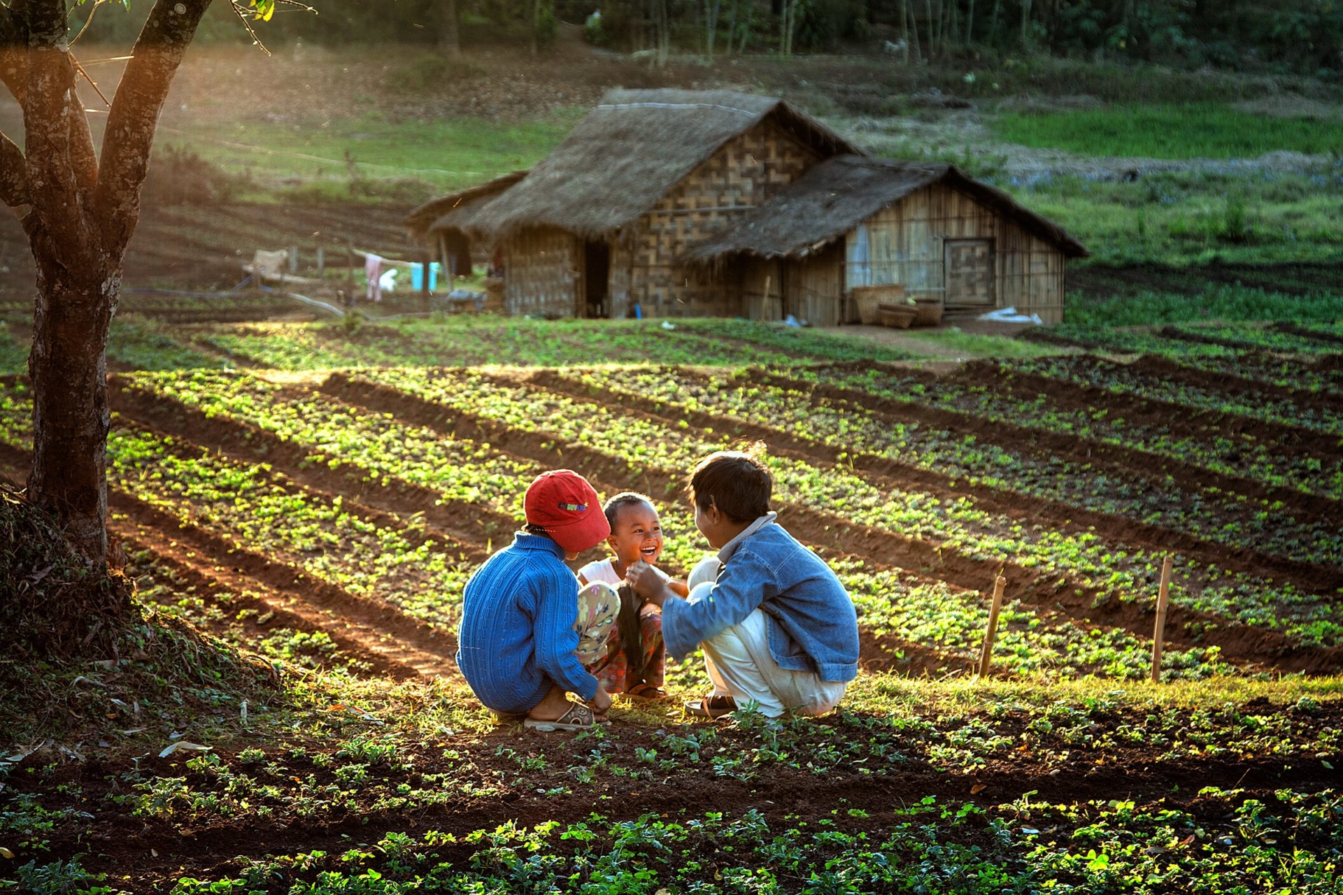 three boys play ina field in the early morning as the sun rises