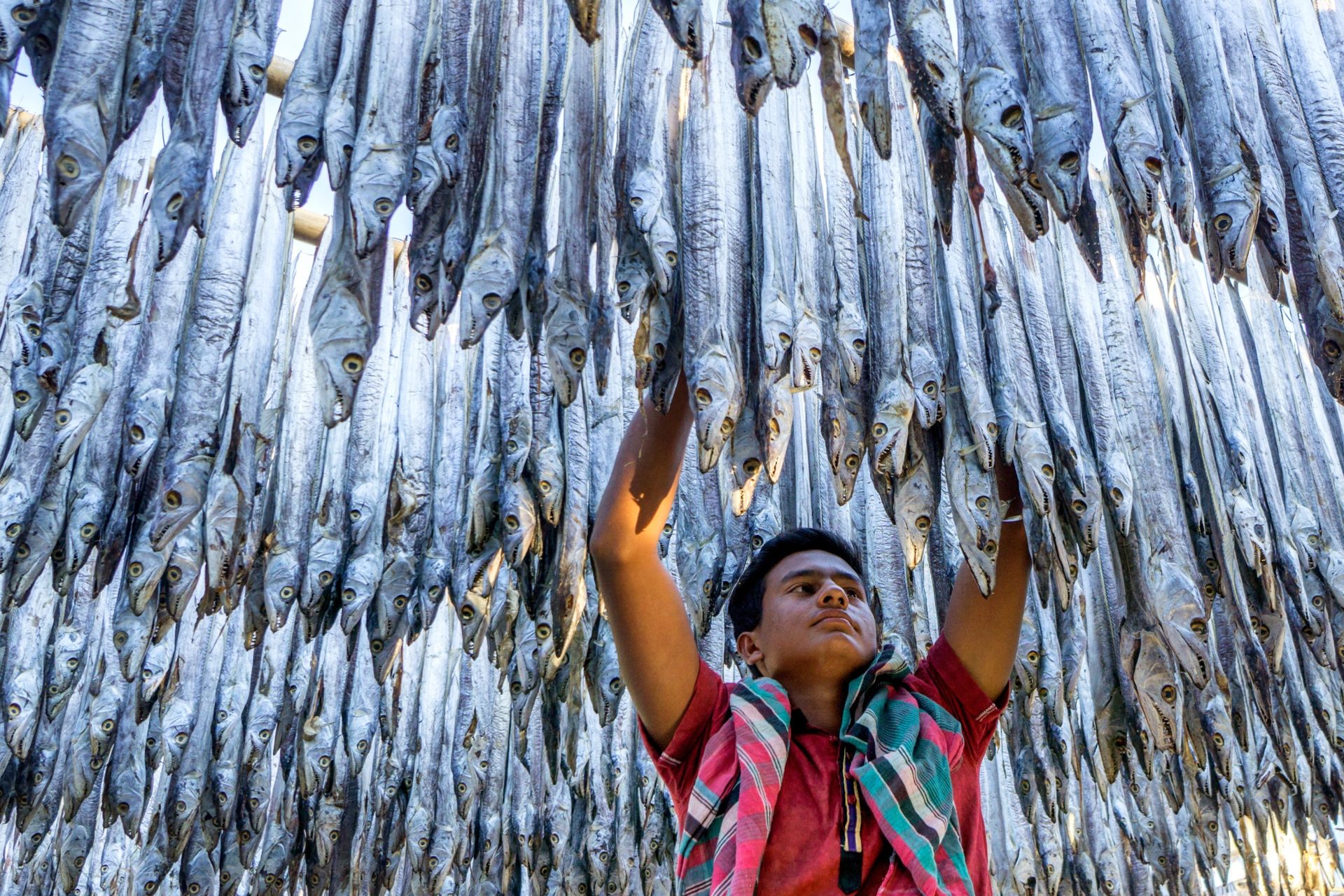 man hanging fish