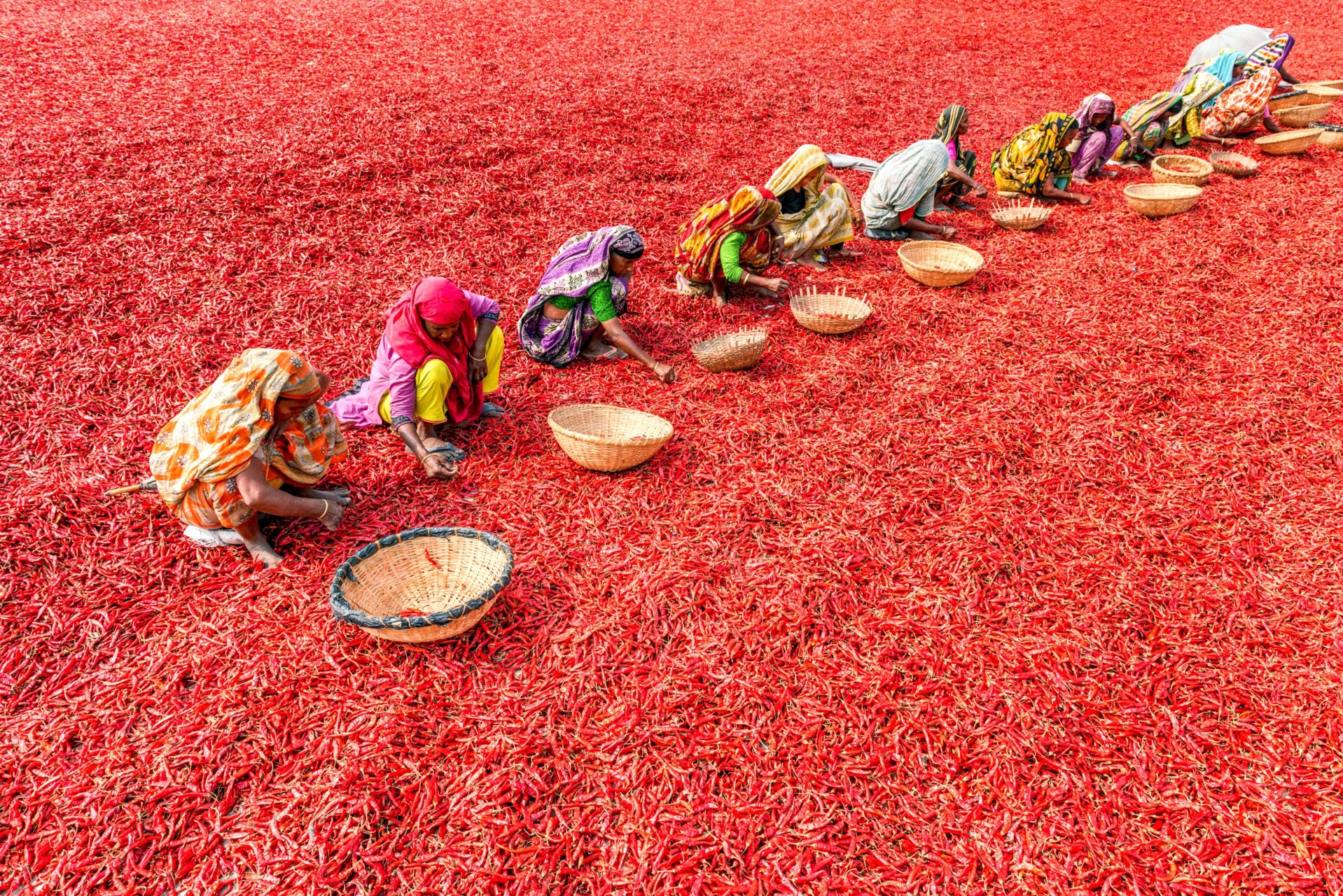 women collecting chilies in a field full of red chilies