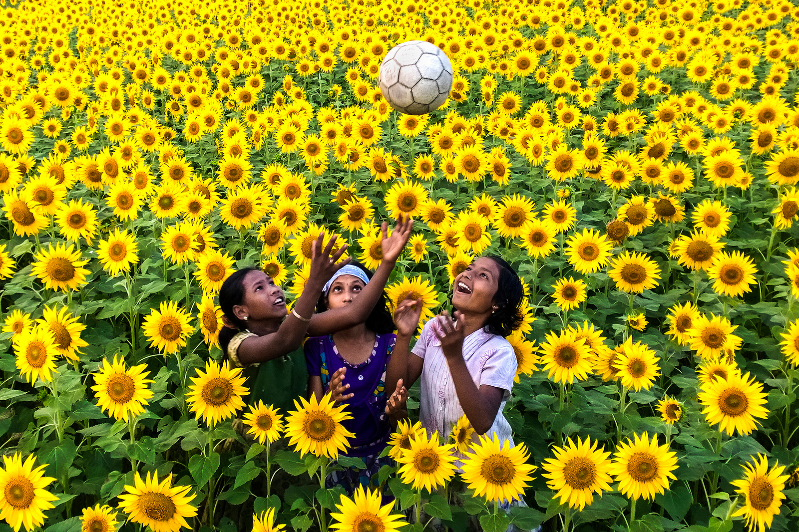 Girls play in a field of sunflowers